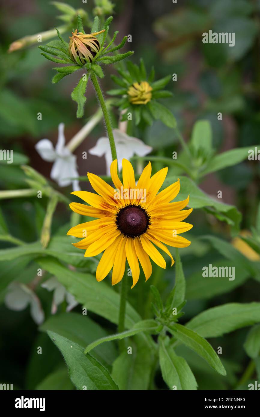 Rudbeckia. Koneblüten in einer englischen Gartengrenze Stockfoto