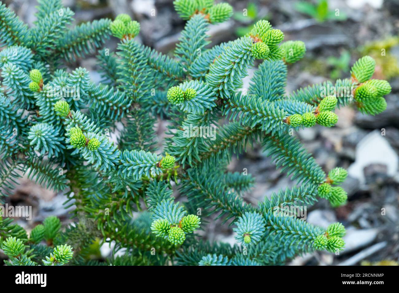 Spanische Tanne, Abies pinsapo 'Horstmanns Nana', der Zwerg im Garten Stockfoto
