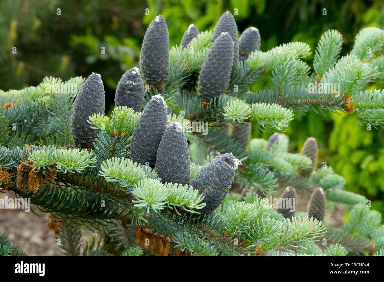 Abies balsamea „Blauer Engel“, Abies Kegel, Balsamtanne Stockfoto