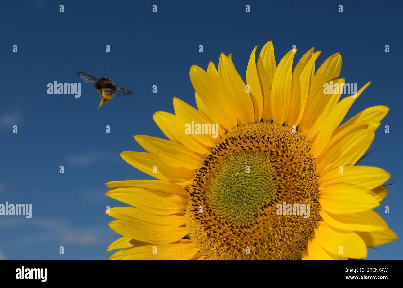 16. Juli 2023, Sachsen, Brösen: Eine Hummel fliegt mit Nektar einer blühenden Sonnenblume auf einem Feld in Nordsachsen. Die Pflanze ist insbesondere für Wildbienen eine wichtige Nahrungsquelle. Foto: Sebastian Willnow/dpa Stockfoto