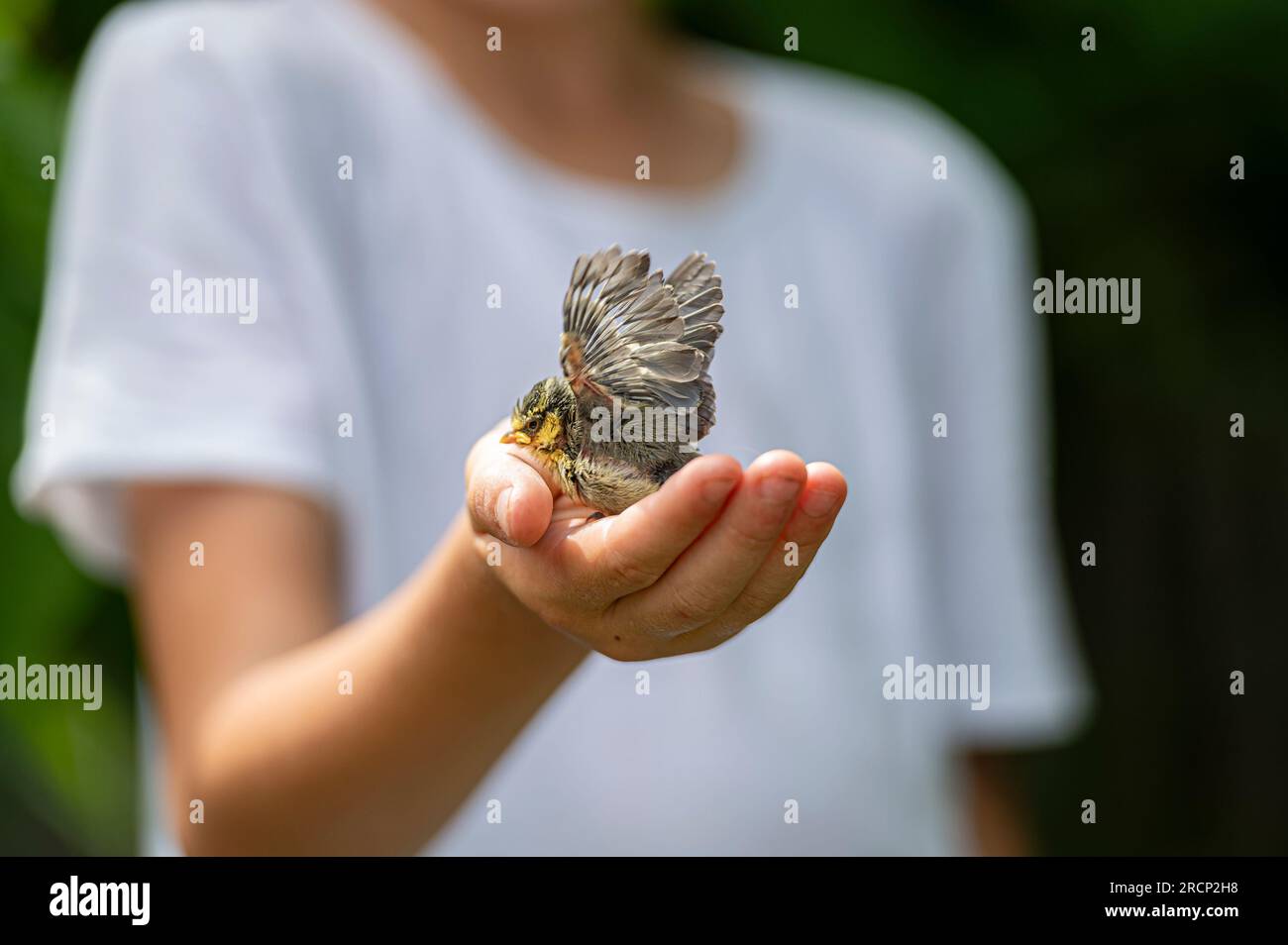 Ein kleiner Vogel, der lernt, seine Flügel in einem sicheren Unterschlupf einer Kinderhand zu spreizen. Wunderschönes Bild von Unschuld und Leben. Stockfoto