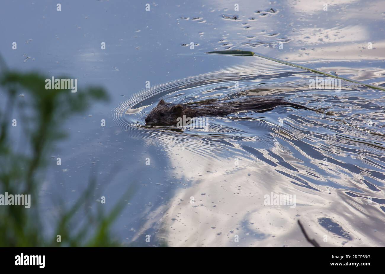 Bisamratte schwimmt auf dem Wasser. Das Wasser reflektiert den Himmel Stockfoto