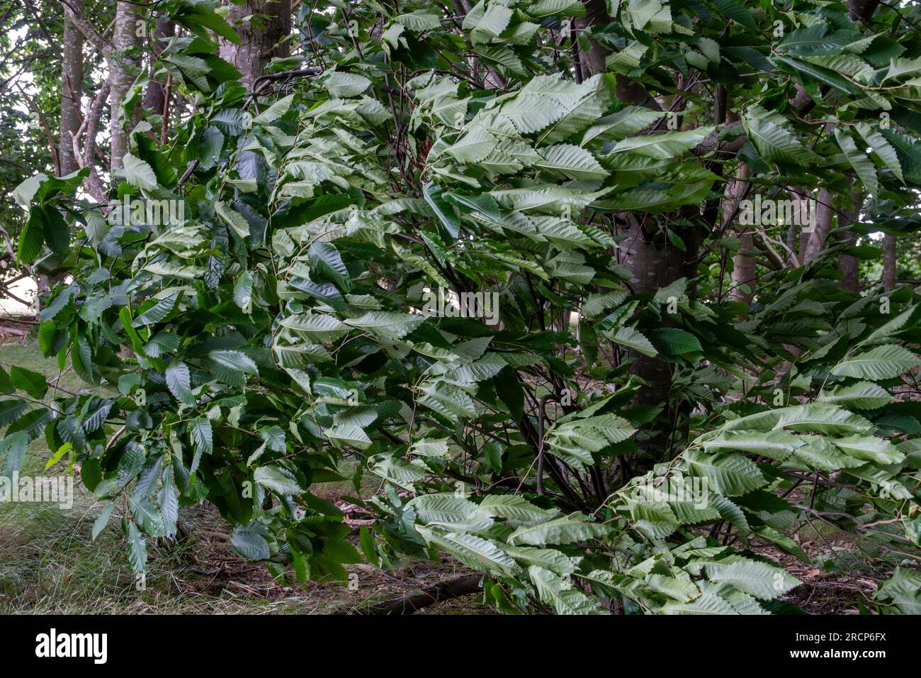 Ein starker Wind bläst über einen kleinen Baum, wobei die Blätter horizontal und nach rechts gedrückt werden Stockfoto