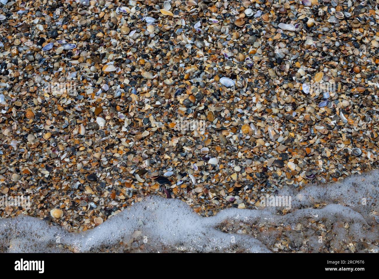Muscheln auf Sand. Sommer Strand Hintergrund. Draufsicht. Stockfoto