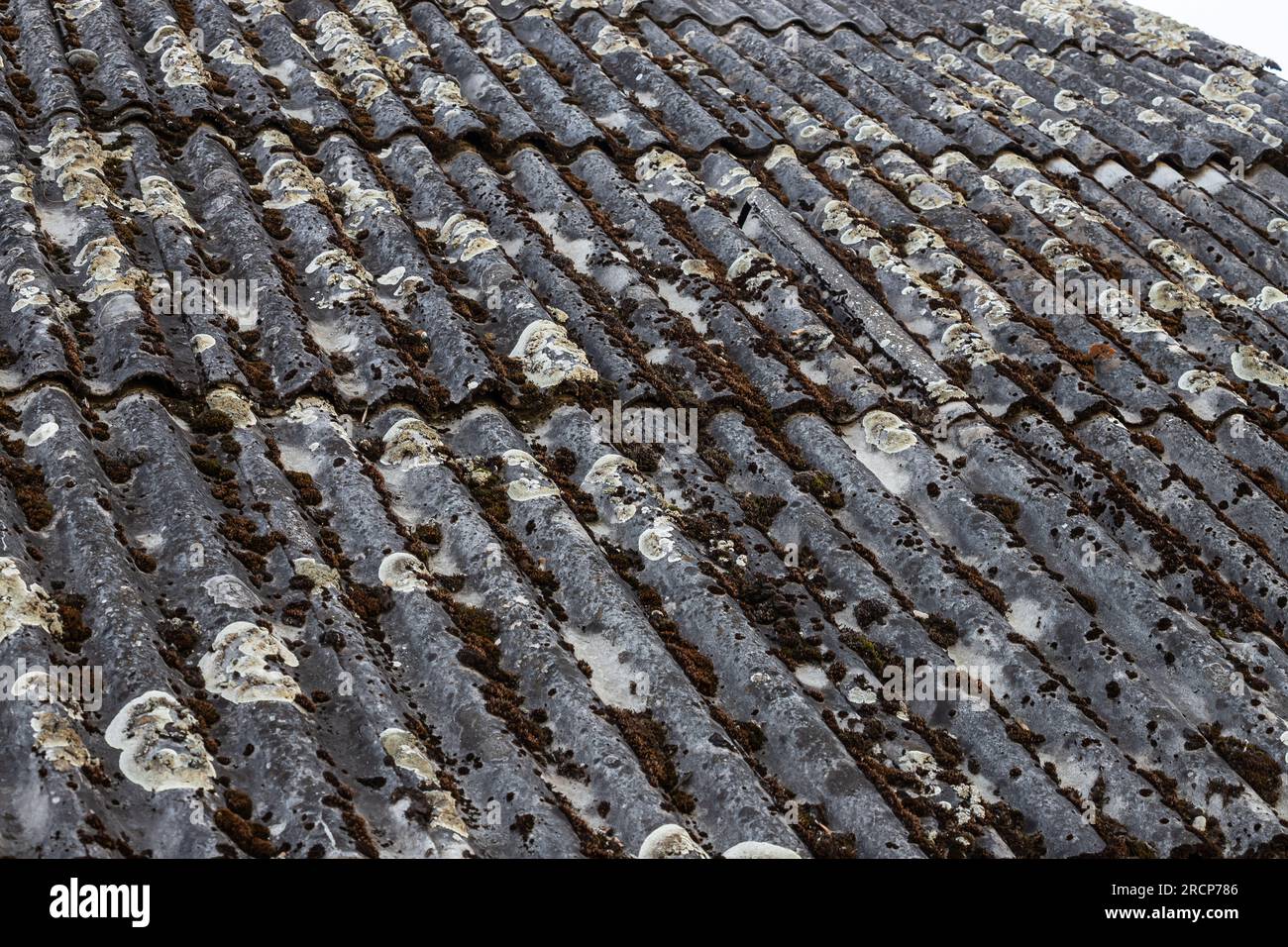 Das alte Schieferdach ist mit grünem Moos und trockenem Laub bedeckt. Das Konzept des Dachersetzens. Dachreparatur. Stockfoto