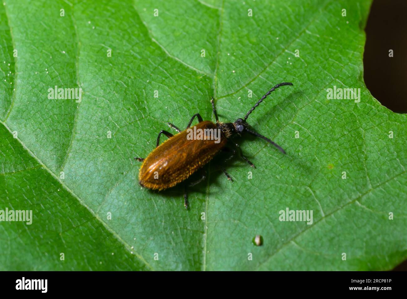 Lagria hirta Beetle. Ein haariger Käfer in der Familie Tenebrionidae, der sich angeblich von Asteraceae- und Apiaceae-Pflanzen ernähren soll. Stockfoto