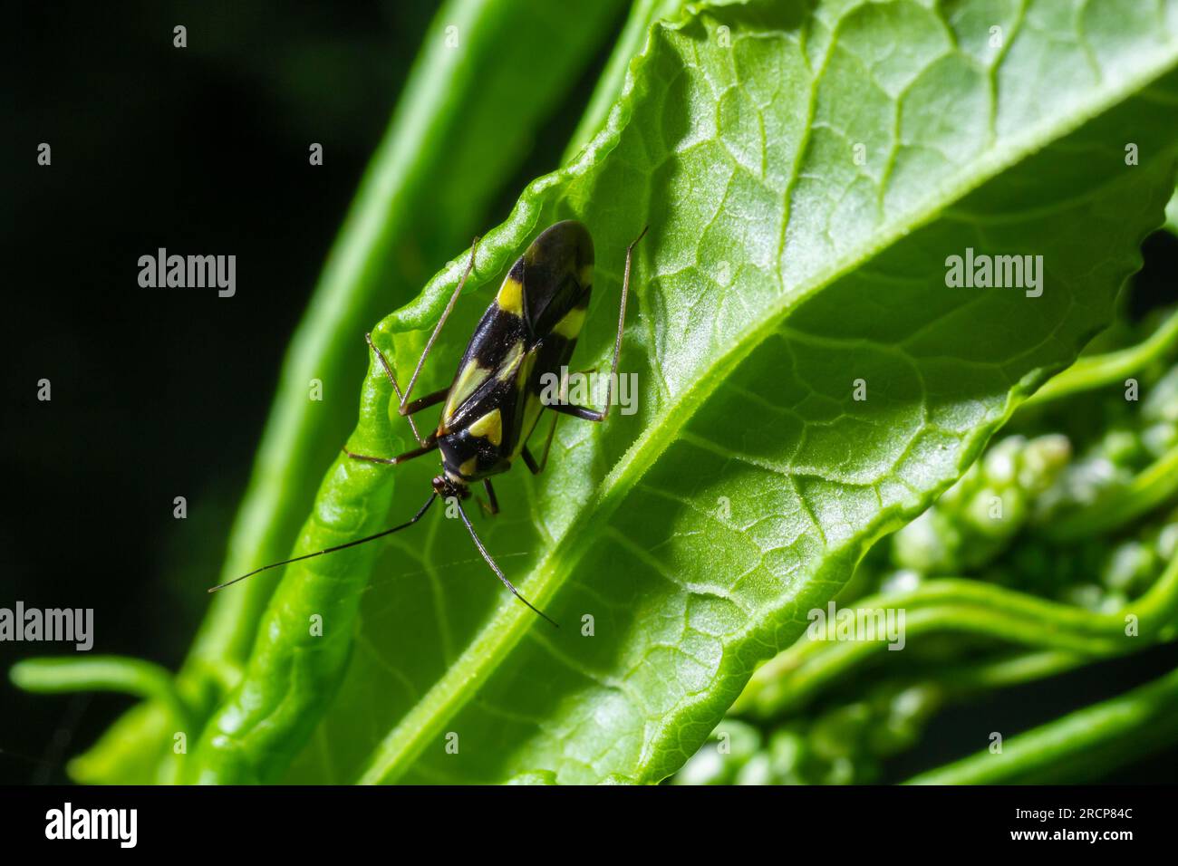 Käfer aus der Familie Miridae auf Pflanzenblättern. Im Wald an einem Sommertag. Stockfoto