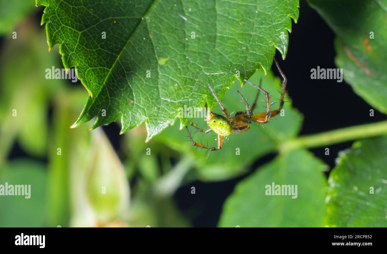 Kleine grüne Spinne, Araniella cucurbitina, auch bekannt als Gurkenspinne. Ansicht der Unterseite mit Zentrifugen. Stockfoto