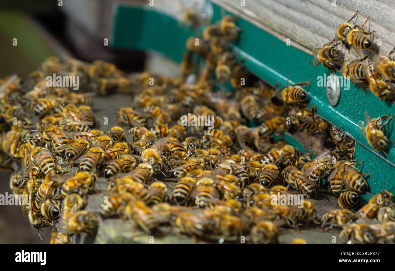 Viele Bienen kehren zum Bienenstock zurück und betreten den Bienenstock mit gesammeltem Blumennektar und Blütenpollen. Bienenschwarm, der Nektar von den Blumen sammelt. Stockfoto