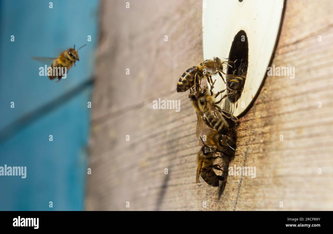 Viele Bienen kehren zum Bienenstock zurück und betreten den Bienenstock mit gesammeltem Blumennektar und Blütenpollen. Bienenschwarm, der Nektar von den Blumen sammelt. Stockfoto