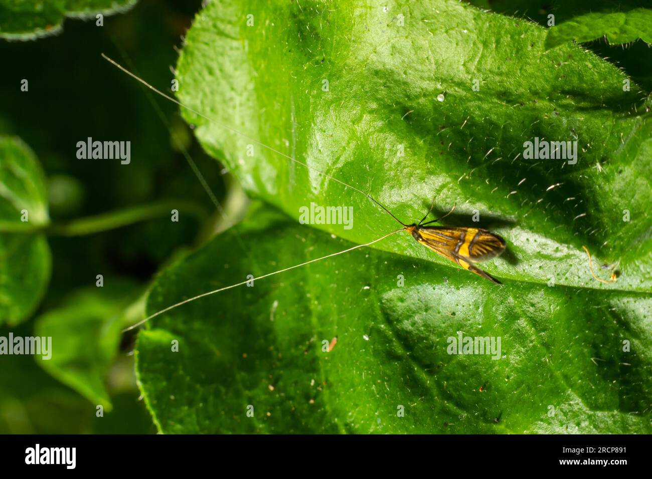 Tellow-verschließte Longhorn-Motte Nemaphora degeerella riesige Antenne. Stockfoto