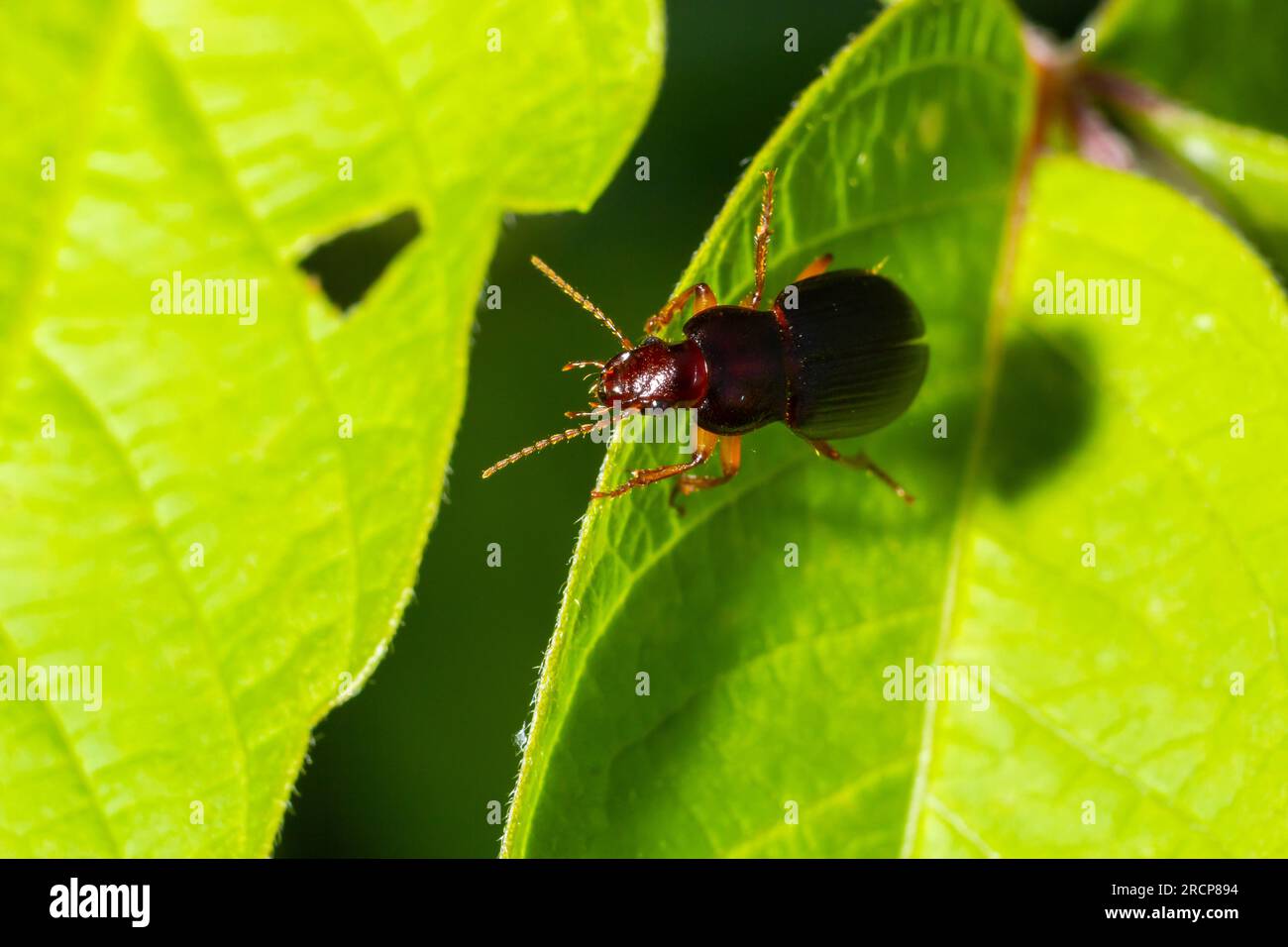 Kupferfarbener Käfer auf Gras in einer natürlichen Umgebung. Sommer, Traumtag. Stockfoto