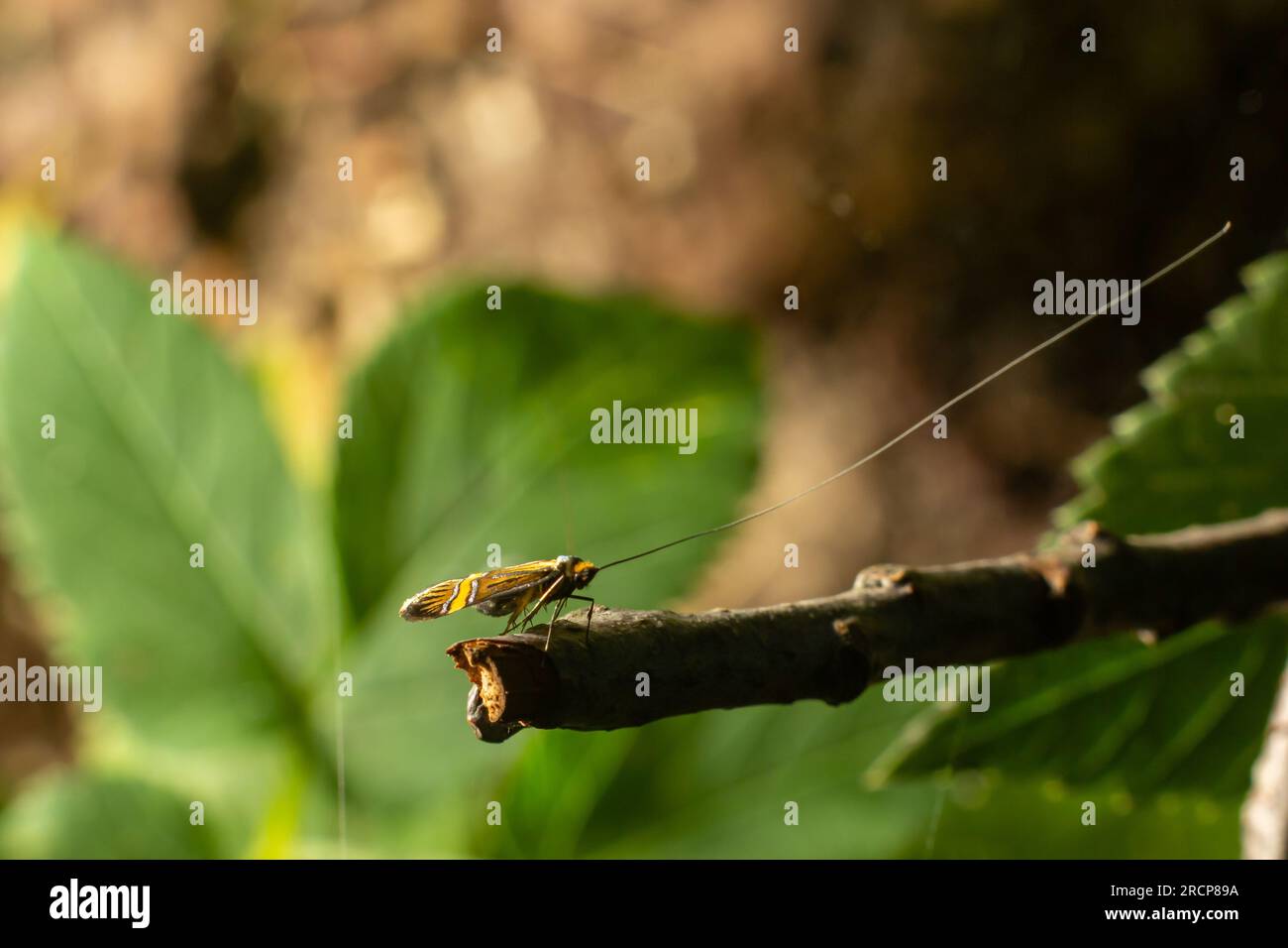 Tellow-verschließte Longhorn-Motte Nemaphora degeerella riesige Antenne. Stockfoto