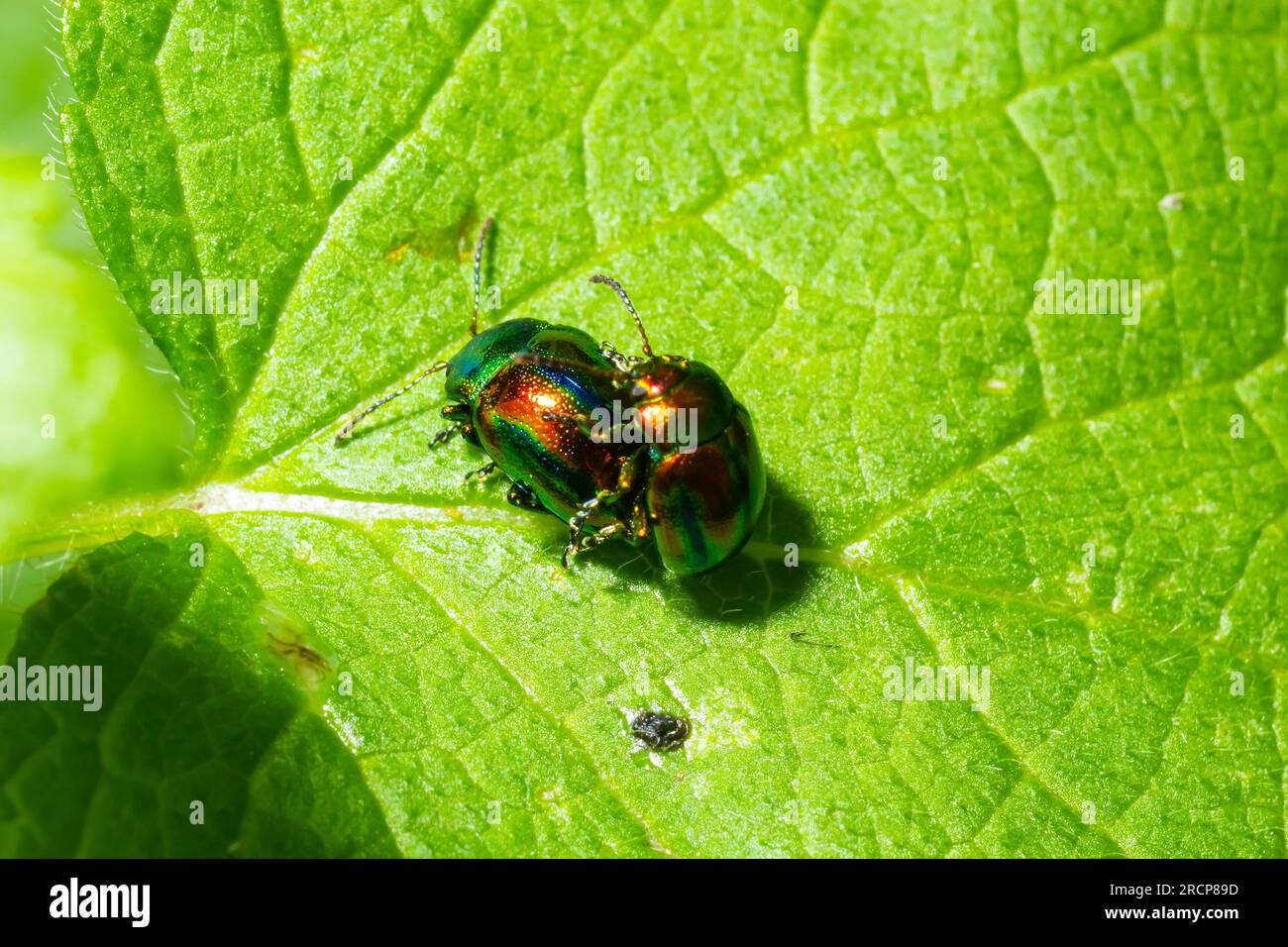 Zwei glänzende Blattkäfer mit Regenbogenfarben während der Insektenpaarung, Chrysolina fastuosa. Stockfoto