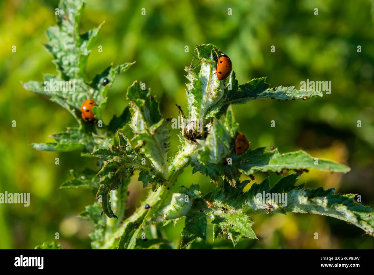 Die Marienkäfer Coccinella septempunctata, die Blattläuse fressen. Stockfoto