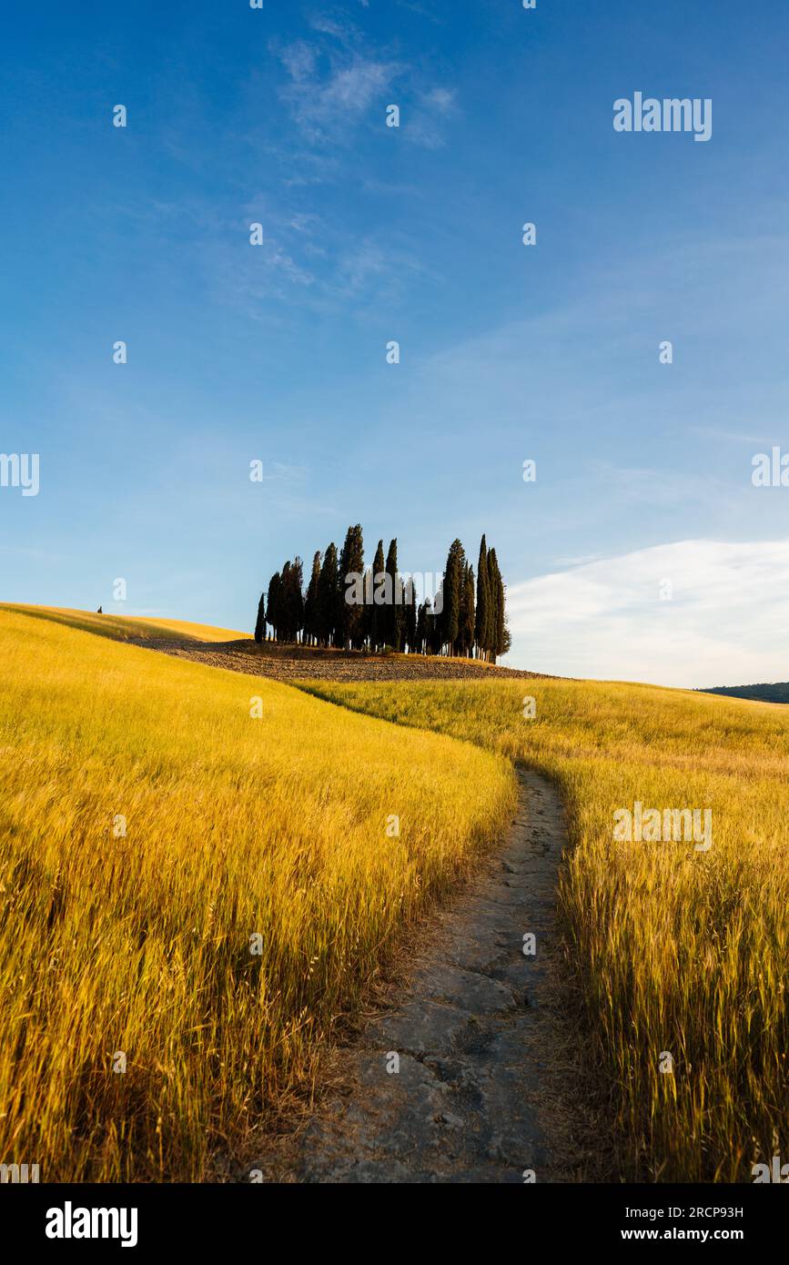 Italienische wunderschöne Landschaft, Toskana. Zypressen Stockfoto