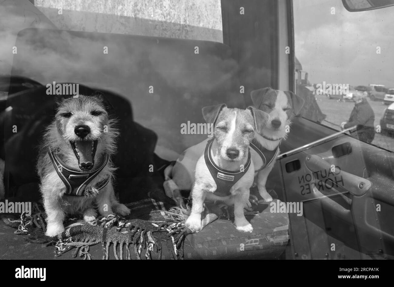 Drei Jack Russells im Taxi eines Lieferwagens auf der Landwirtschaftsmesse Camborne Show Stockfoto