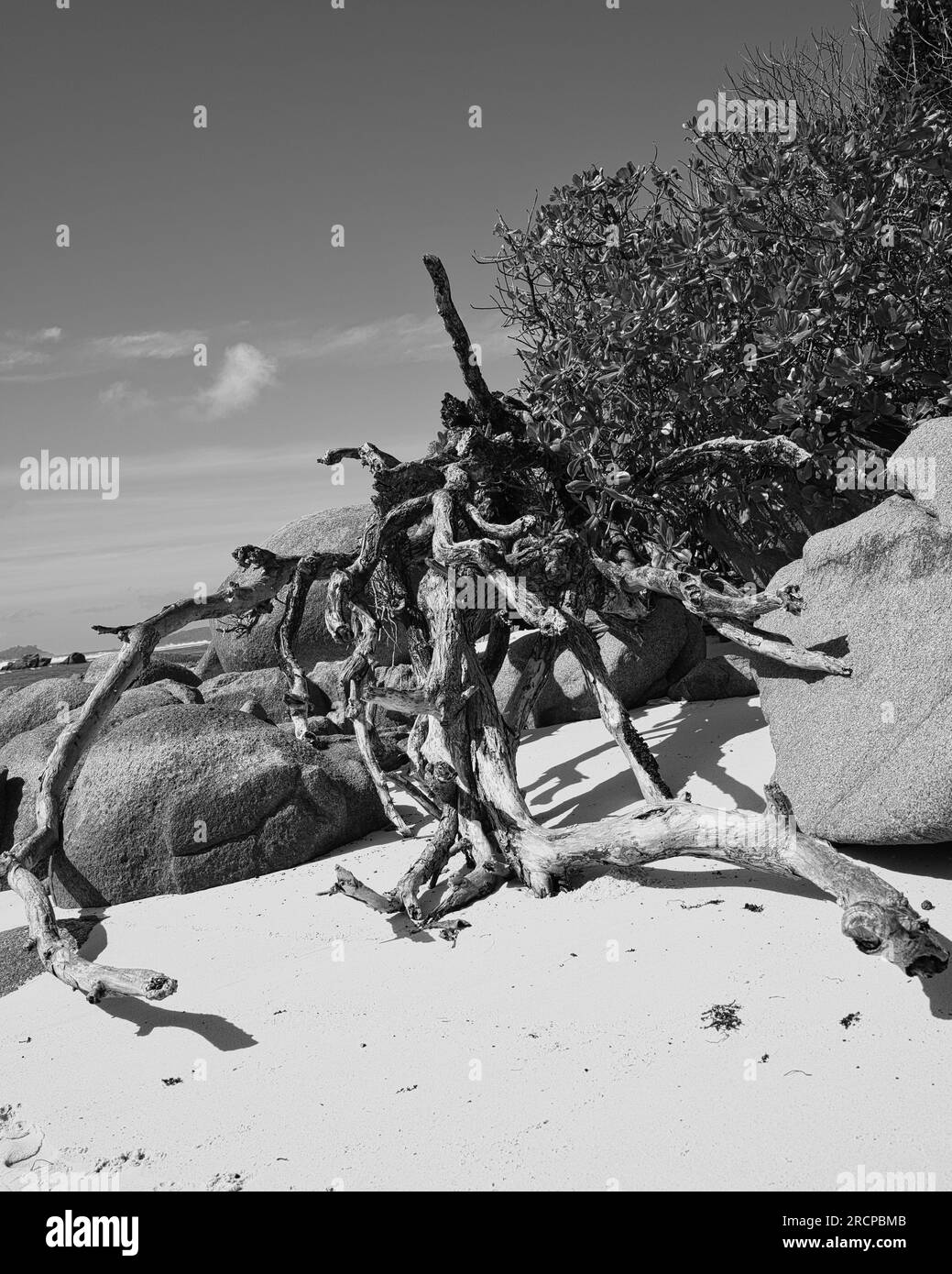 Schwarz und Weiß von Felsbrocken und verrotteten Zweigen in der Nähe des Strandes, Mahe Seychelles Stockfoto