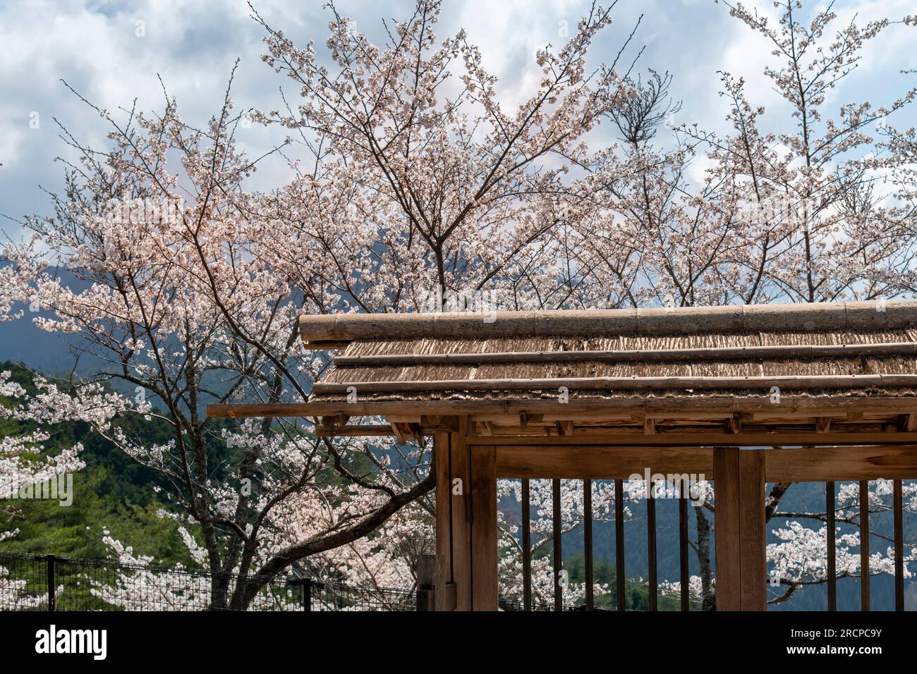 Berglandschaft mit rosafarbener und weißer Kirschblüte oder Sakura auf japanischen Kirschbäumen in Japan mit traditionellem kleinen Bambusdach und Tor Stockfoto