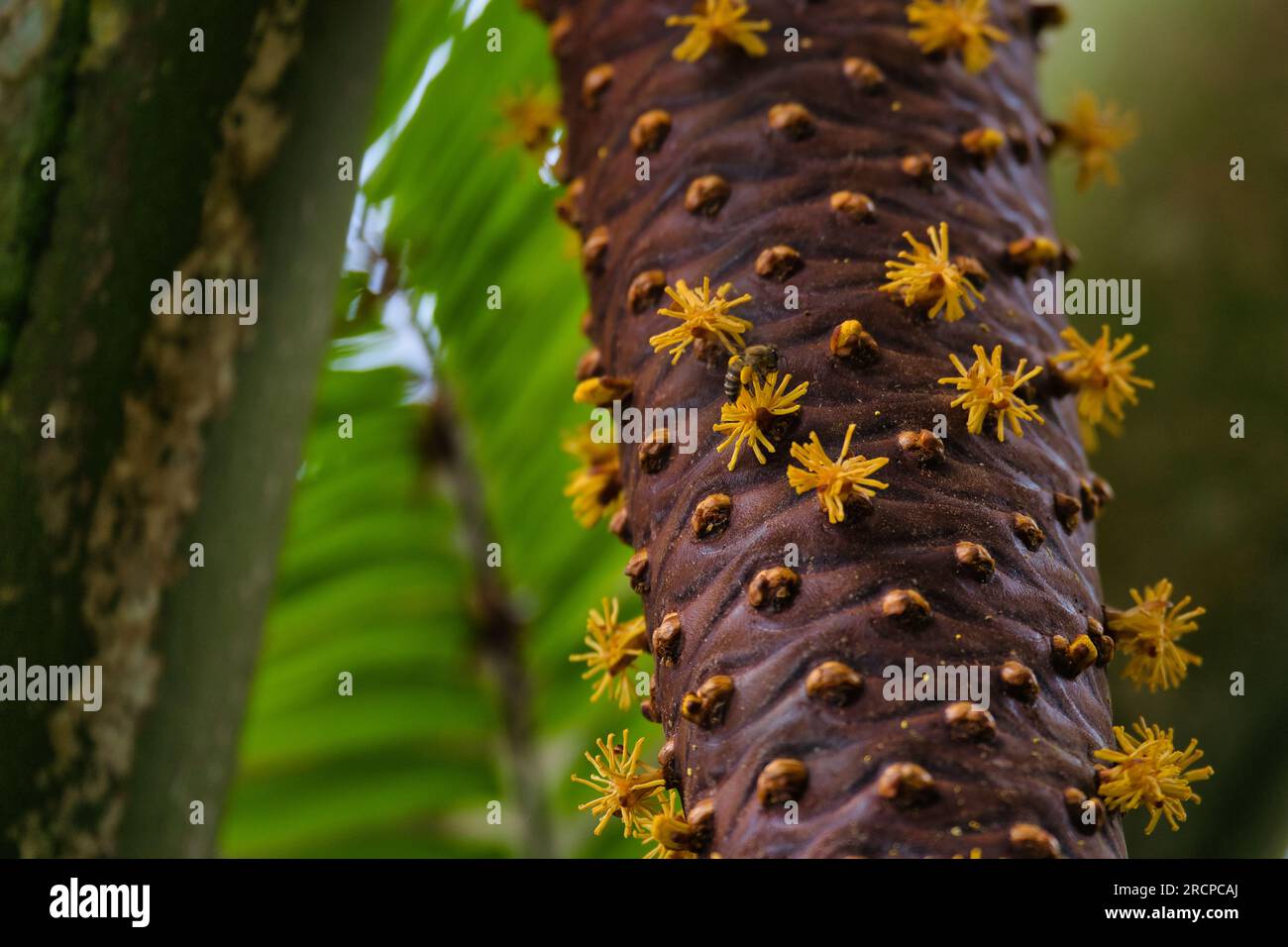 Nahaufnahme von Coco de mer Mail Fruit, mit Biene, die den Nektar nimmt, Mahe Seychellen Stockfoto