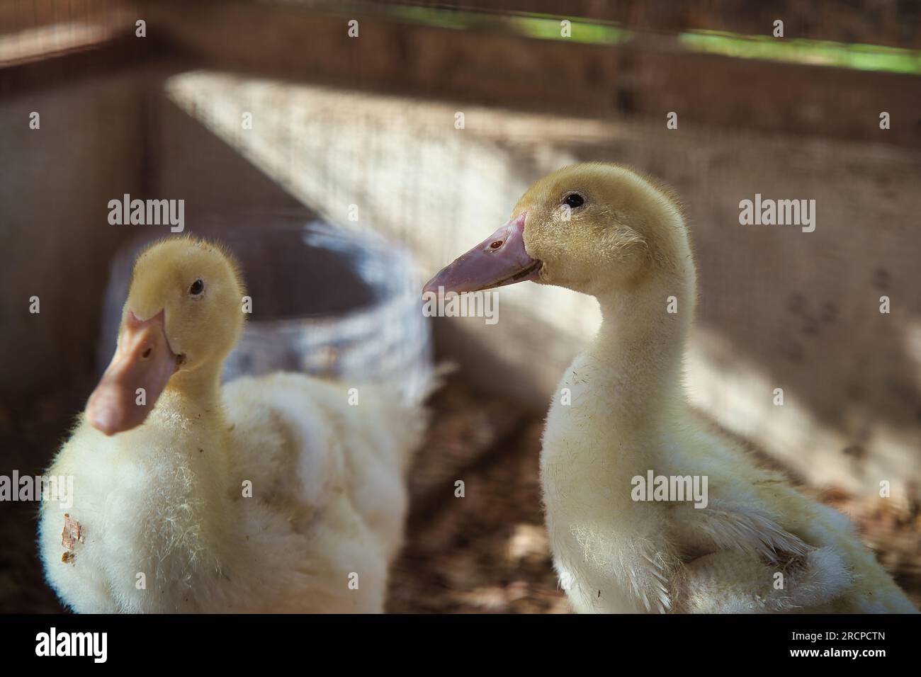 Enten im Käfig auf einer Farm in Mahe, Seychellen Stockfoto