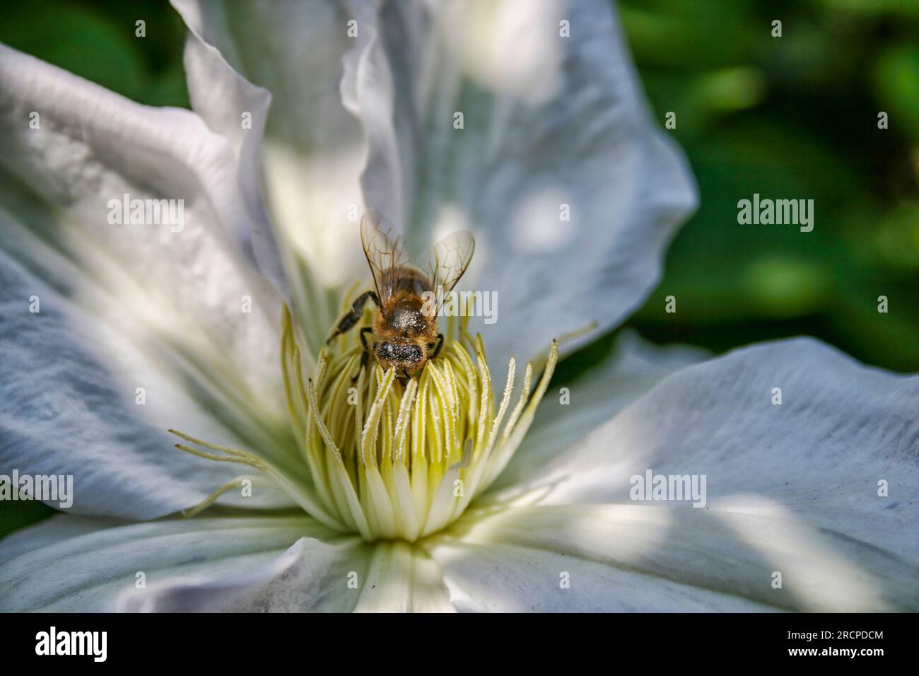 Eine Biene, die sich im Herzen einer großen weißen Clematis-Blume ernährt Stockfoto