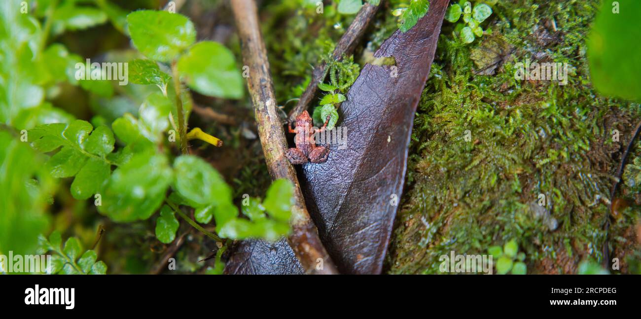 Morn Blanc Naturpfad, Gardiner Seychellen Frosch ist eine der weltweit kleinsten Froscharten, versteckt im üppigen Wald, Mahe Seychelles Stockfoto