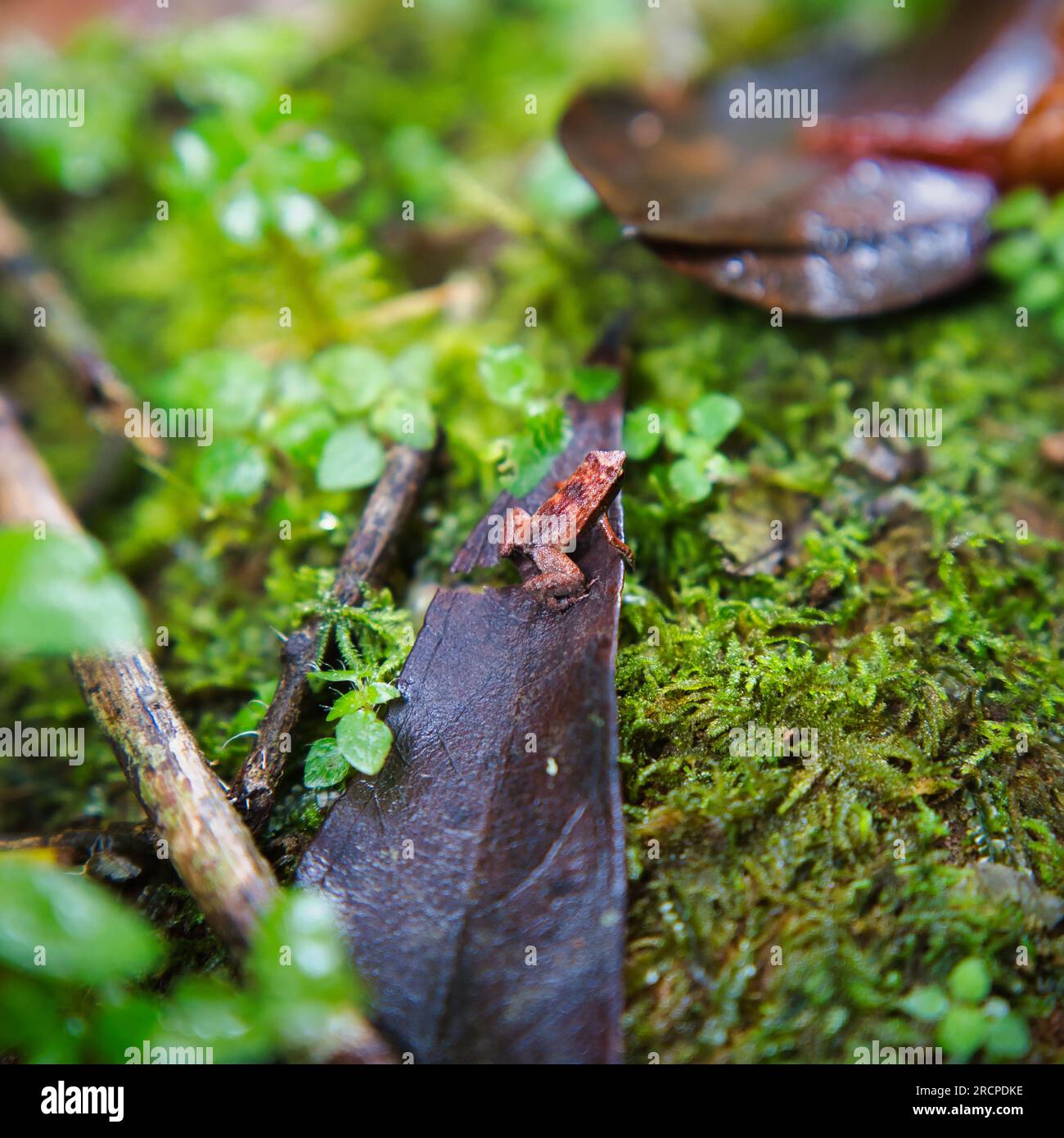 Morn Blanc Naturpfad, Gardiner Seychellen Frosch ist eine der weltweit kleinsten Froscharten, versteckt im üppigen Wald, Mahe Seychelles Stockfoto