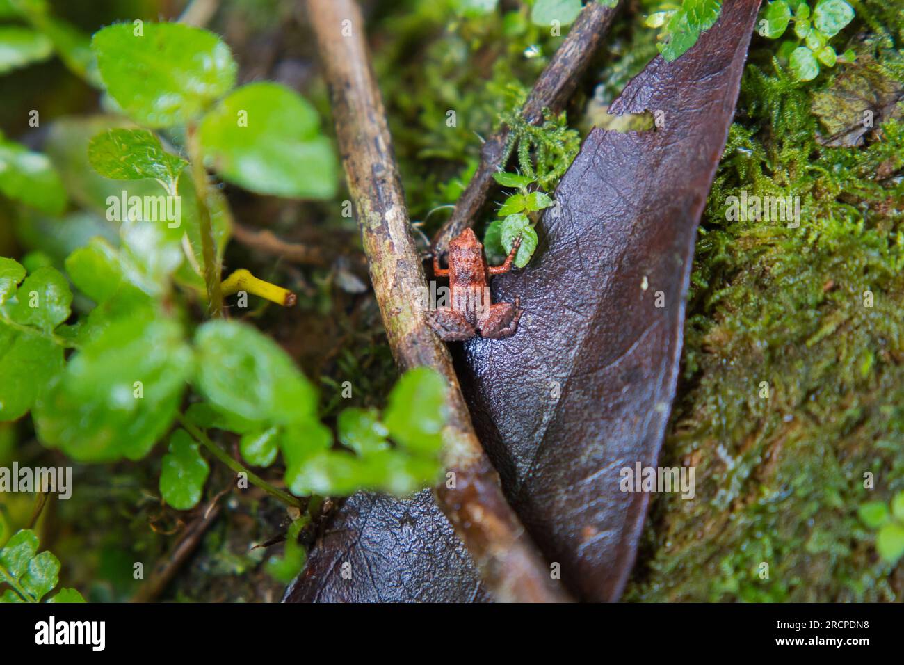 Morn Blanc Naturpfad, Gardiner Seychellen Frosch ist eine der weltweit kleinsten Froscharten, versteckt im üppigen Wald, Mahe Seychelles Stockfoto