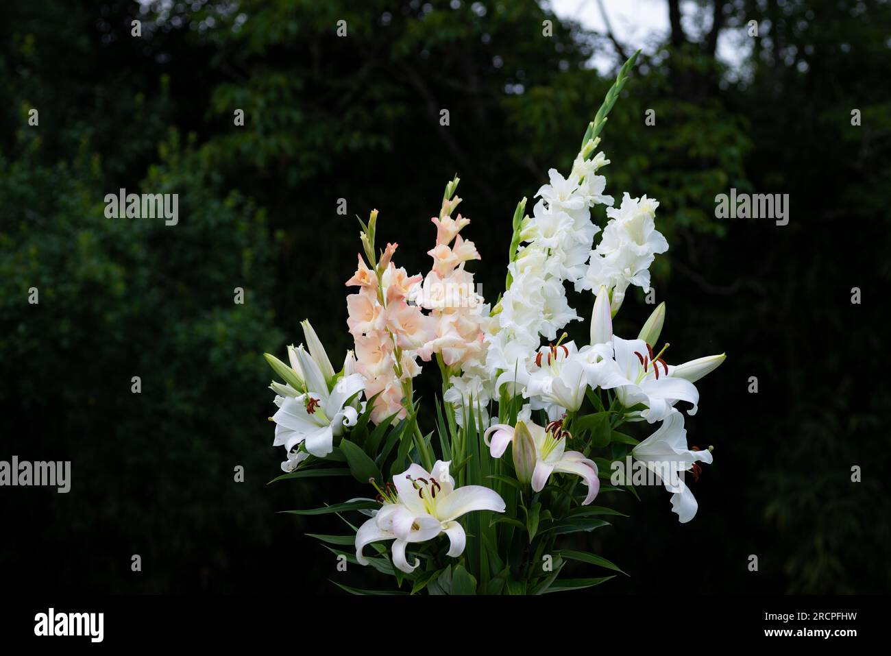 Bouquet de lys Blancs et roses pâles, lys Casablanca, , Lys Pretty Women, Glaieuls, (jardin du ruisseau de l'église 2023) Stockfoto