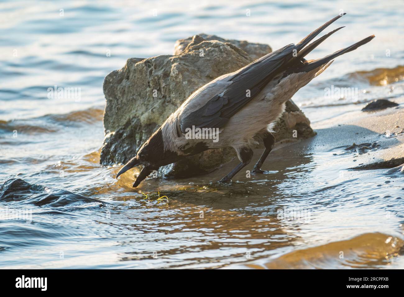 Lustige Krähe trinkt Wasser im Fluss während des heißen Sommers. Tierüberleben in der Sommersaison und abnorme Hitze Stockfoto
