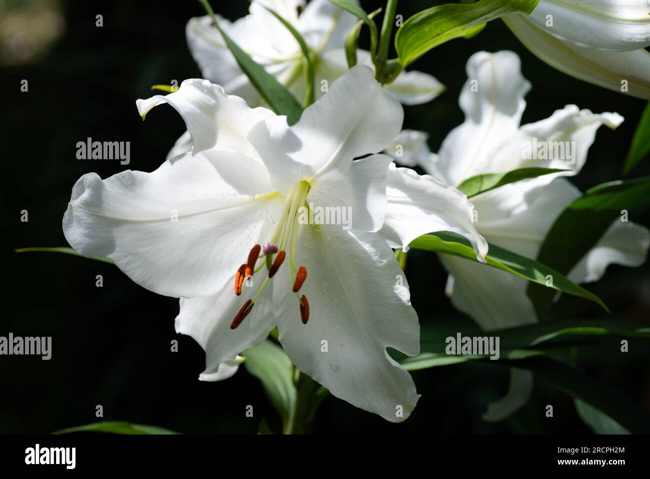 lilium Blanc Casablanca (jardin du ruisseau de l'église 2023) Stockfoto
