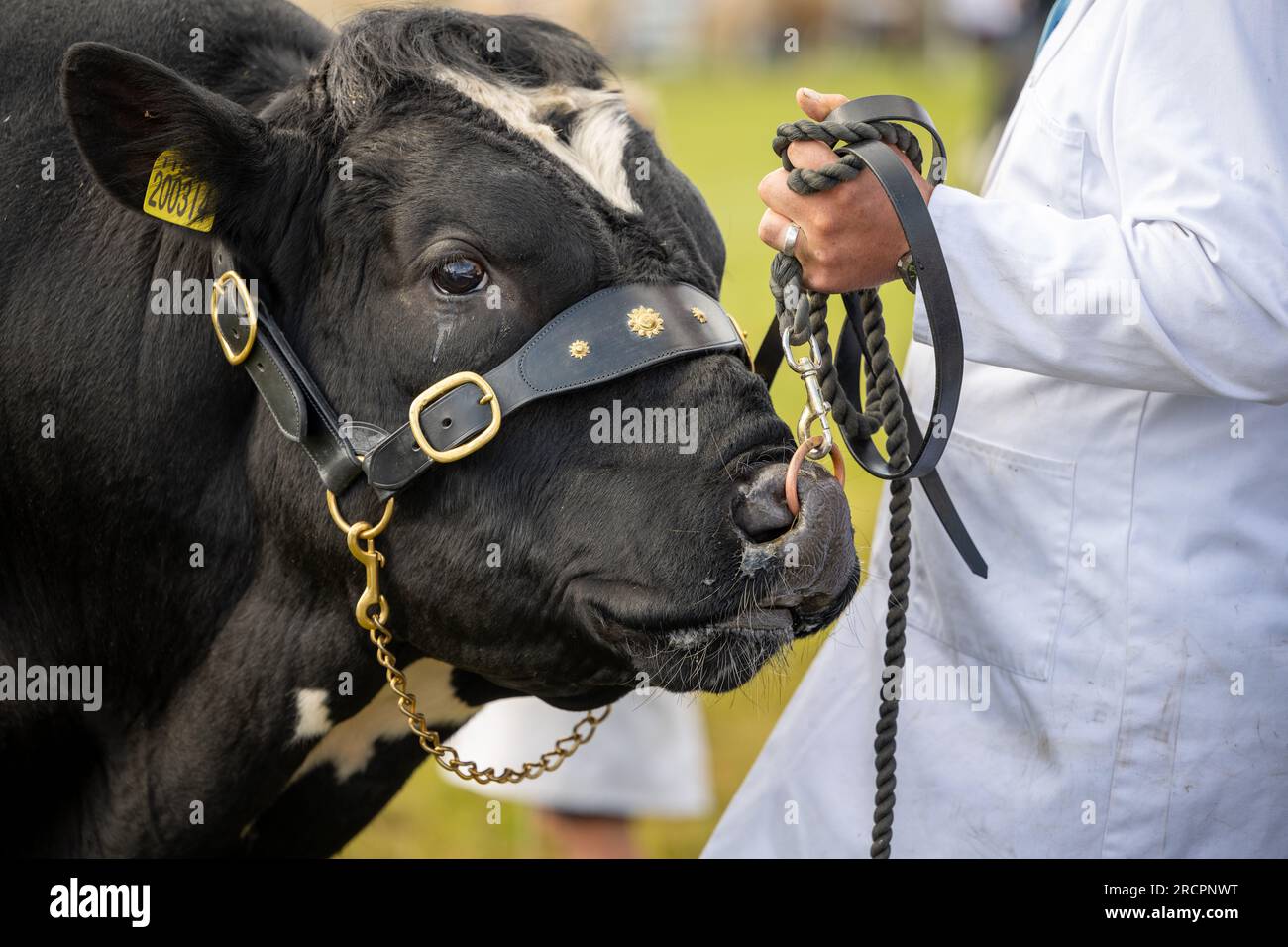 Great Yorkshire Show 2023 Stockfoto