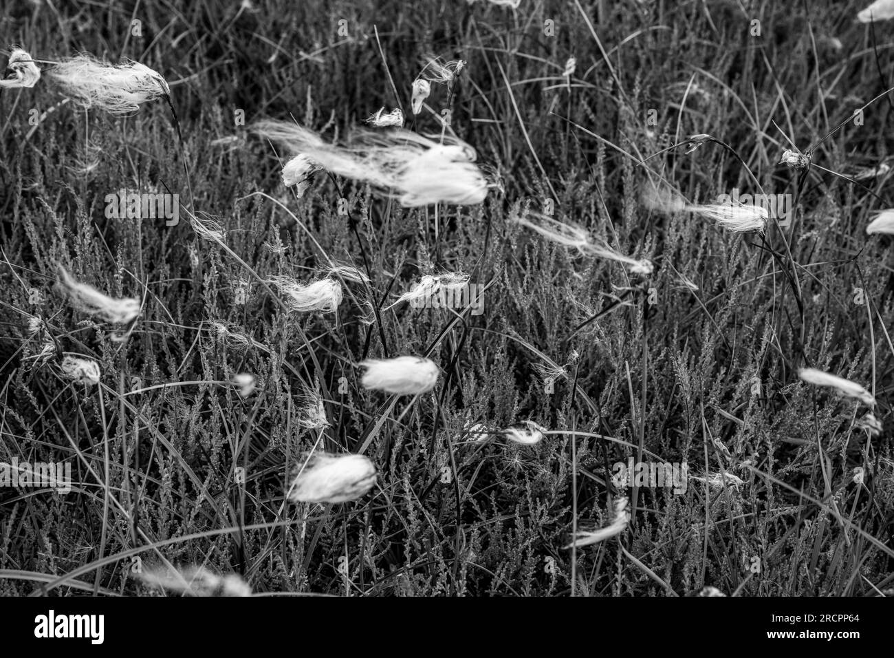 Baumwoll-Gras weht im Wind auf den North Yorkshire Moors Stockfoto