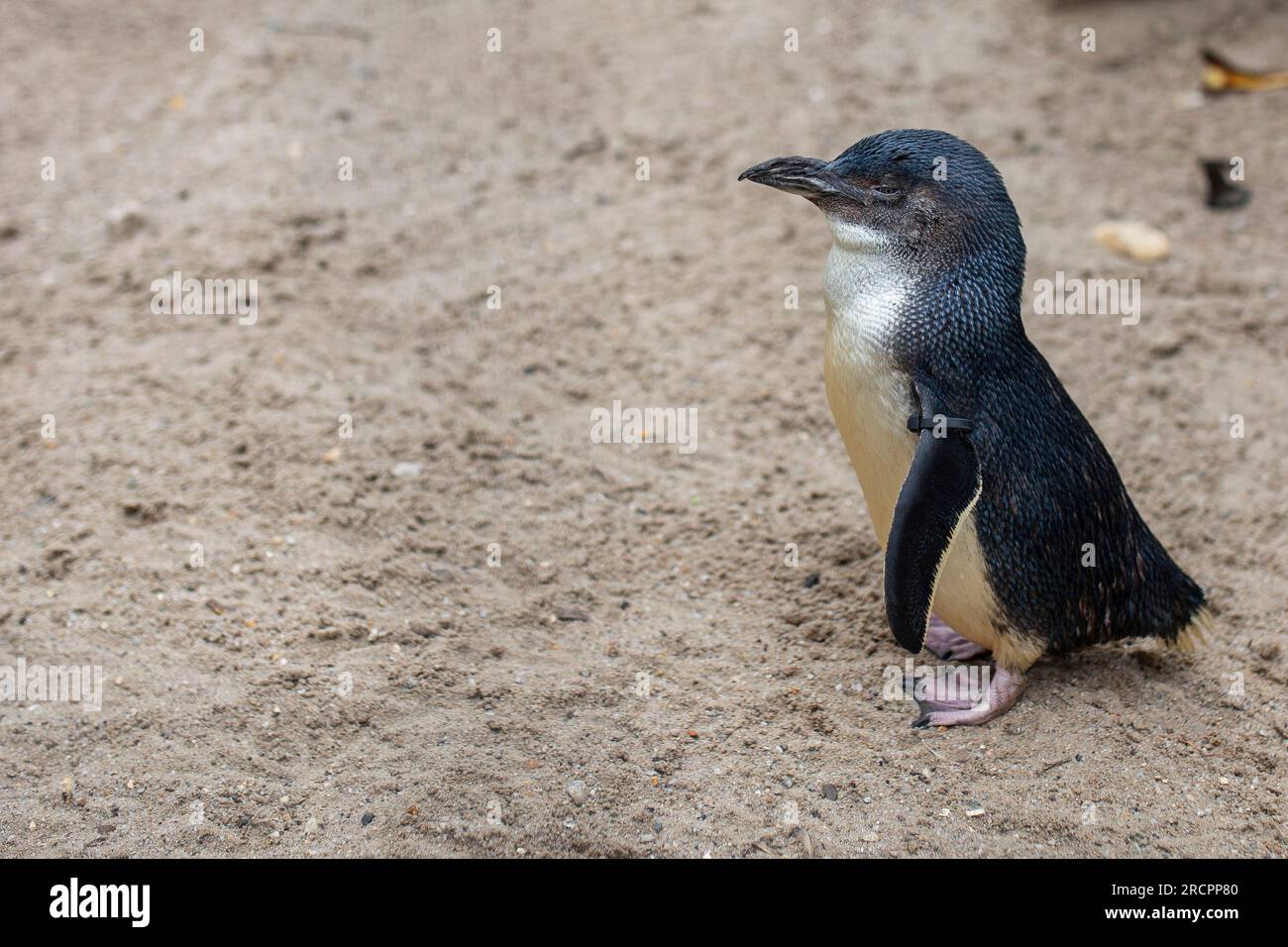 Ein Pinguin, bekannt als kleiner Pinguin, ein Feenpinguin, ein kleiner blauer Pinguin und ein blauer Pinguin. Stockfoto