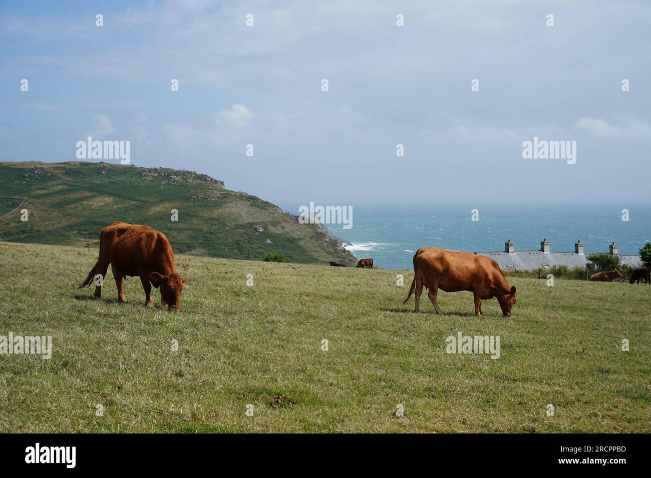 Rotes Rindfleisch, Angus-Kuh in South Devon Weide, in der Nähe von Gara Rock, Großbritannien Stockfoto
