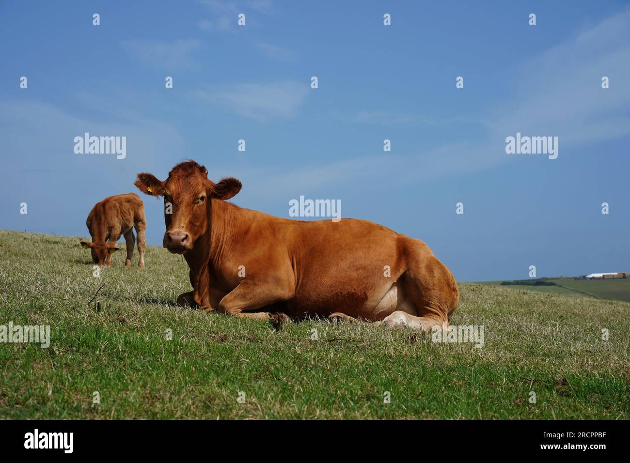 Rotes Rindfleisch, Angus-Kuh in South Devon Weide, in der Nähe von Gara Rock, Großbritannien Stockfoto