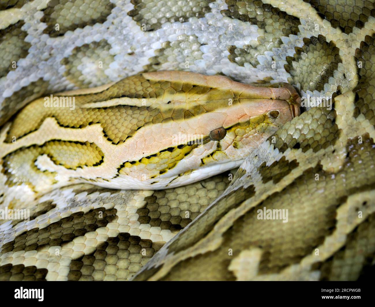 Nahaufnahme der indischen Python (Python molurus) von oben gesehen Stockfoto
