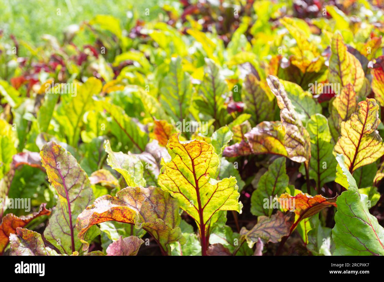 Nahaufnahme von Rote-Bete-Pflanzen/Beta vulgaris, „Red Ace“-Sorte. Stockfoto