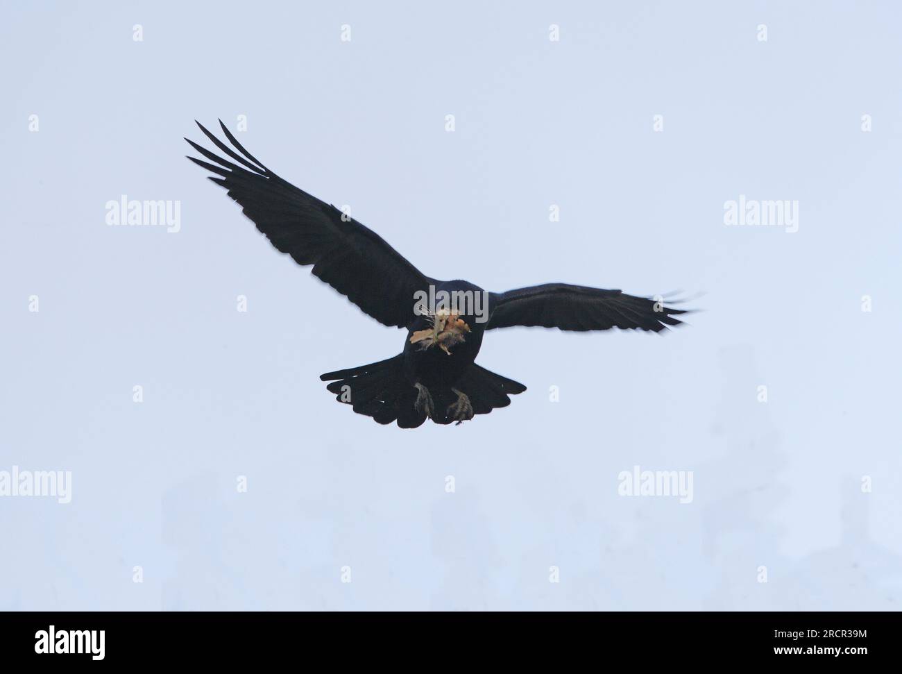 Turm (Corvus frugilegus) Erwachsener im Flug mit Nestmaterial in Bill Eccles-on-Sea, Norfolk, Großbritannien. März Stockfoto