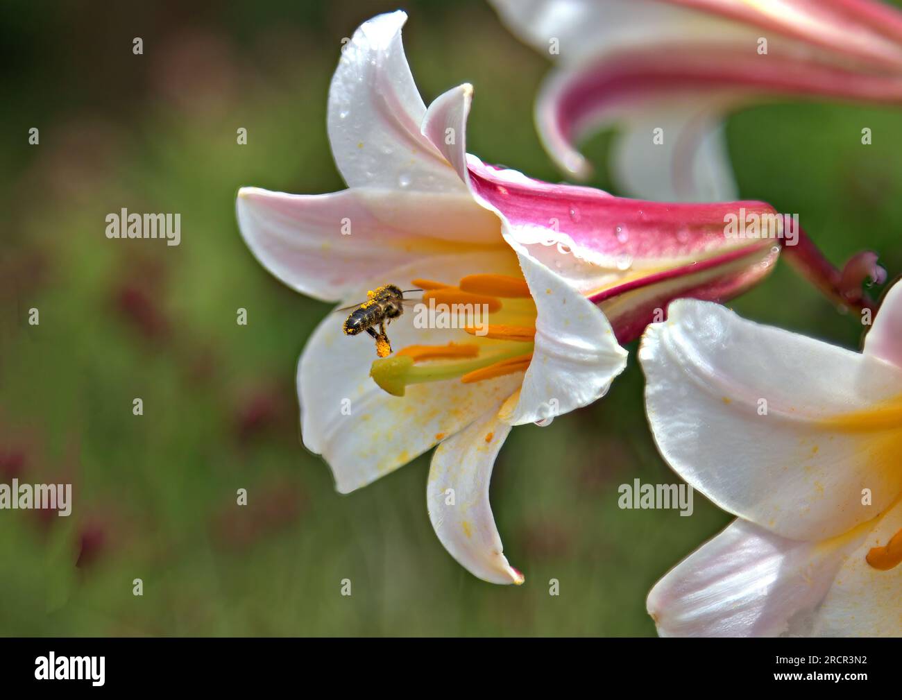 Honigbiene bedeckt mit Pollen, die weiße Lilie besucht Stockfoto