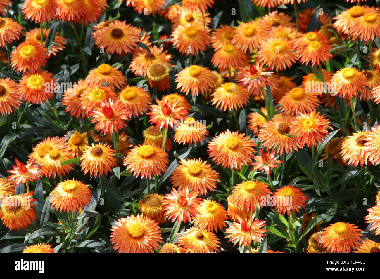 Bunte Blumen und Pflanzen im Sommer Stockfoto