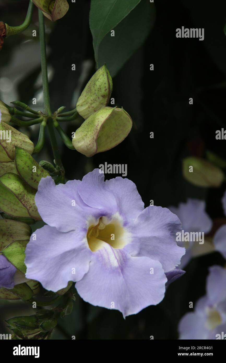 Bunte Blumen und Pflanzen im Sommer Stockfoto