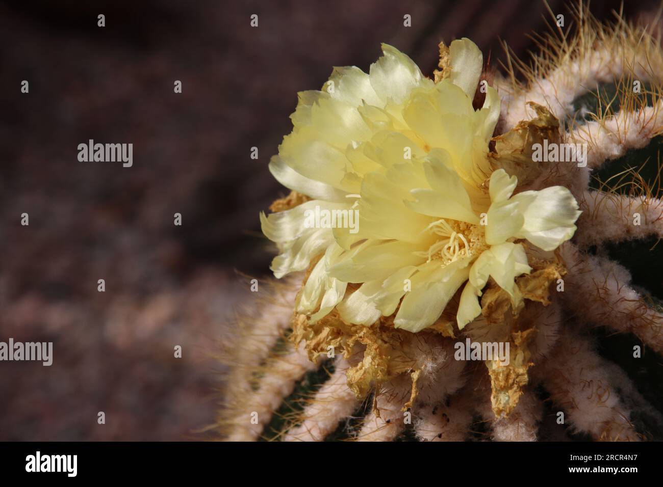 Kaktus Stockfoto