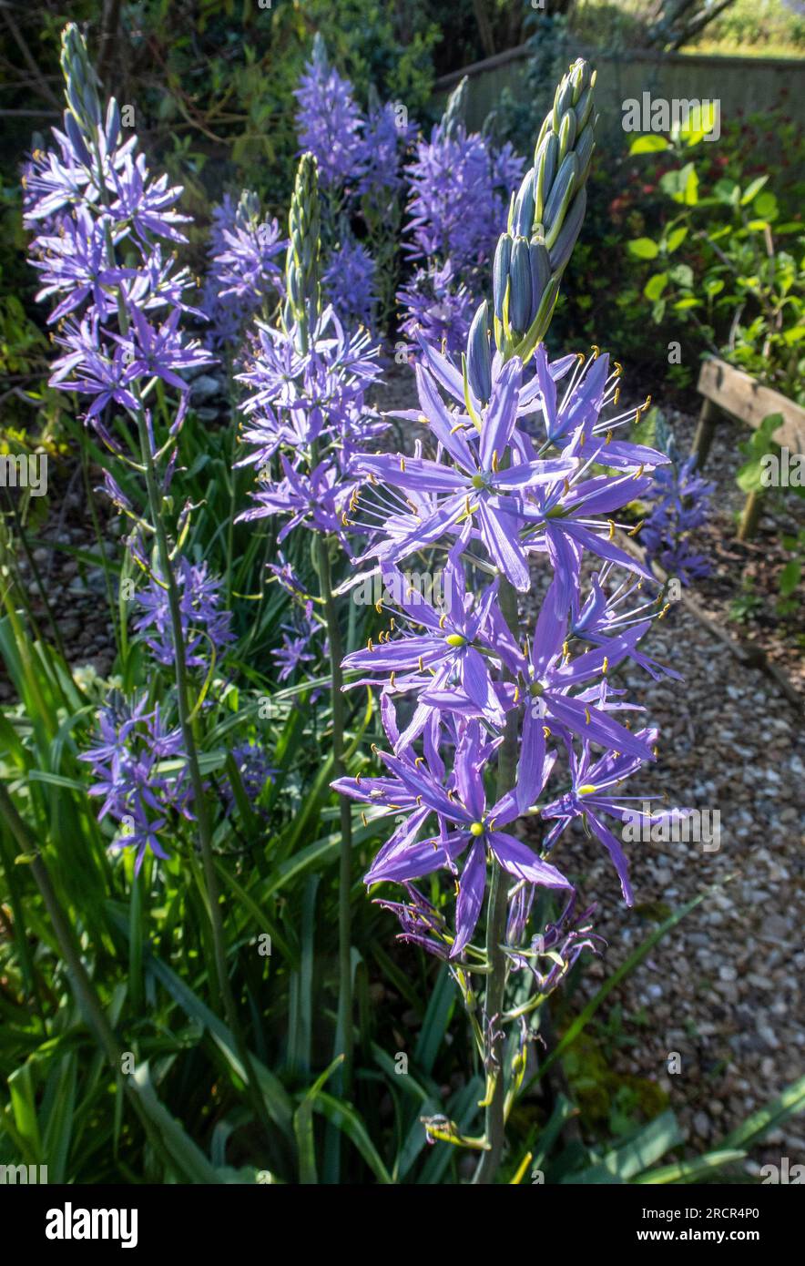 Camassia Electra in voller Blüte neben einem Gartenweg in Devon Stockfoto