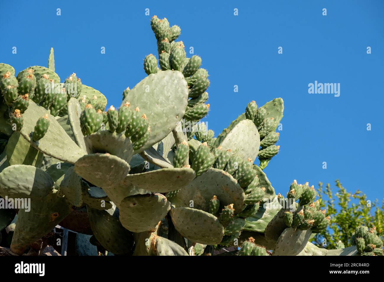 Grüner Pflanzenkaktus mit Wirbelsäulen und getrockneten Blüten. Stockfoto