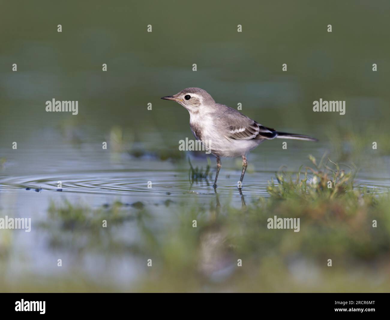 Grauer weißer Schwanz ((Motacilla alba) Jungfische, die in flachem Wasser stehen Stockfoto