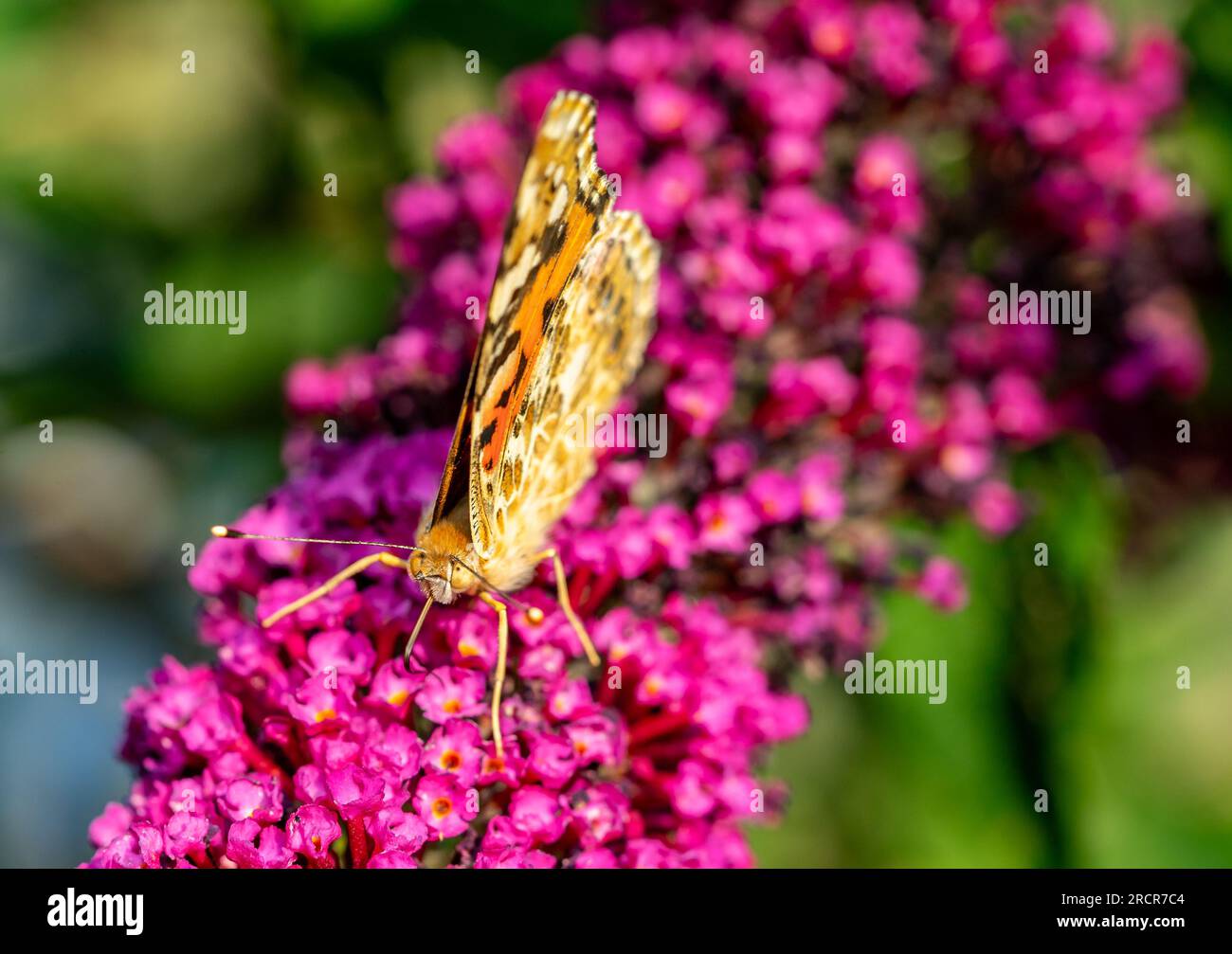 vanessa Cardui Schmetterling auf Blume Stockfoto