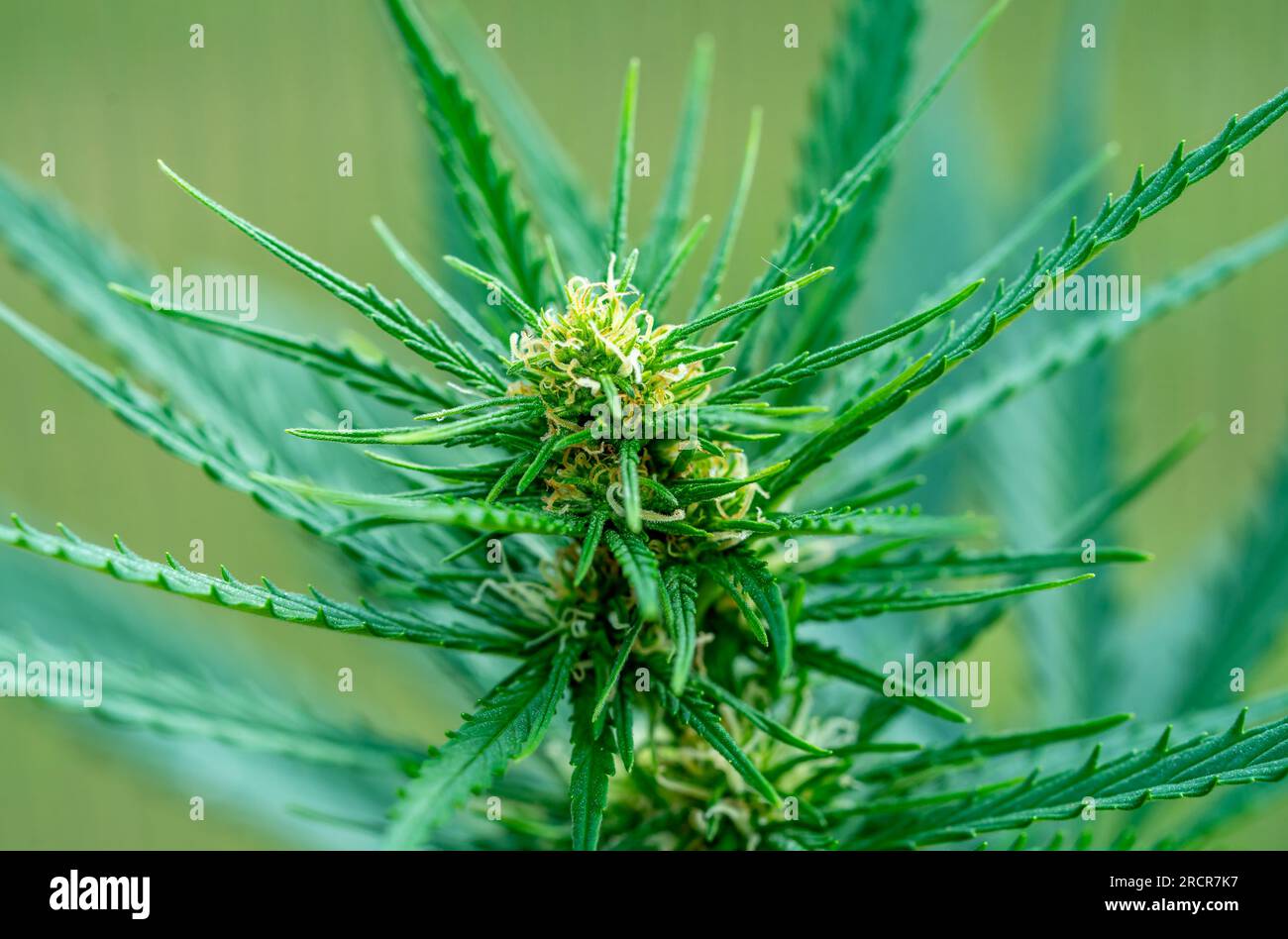 Nahaufnahme von Marihuana-Cannabisblättern Stockfoto