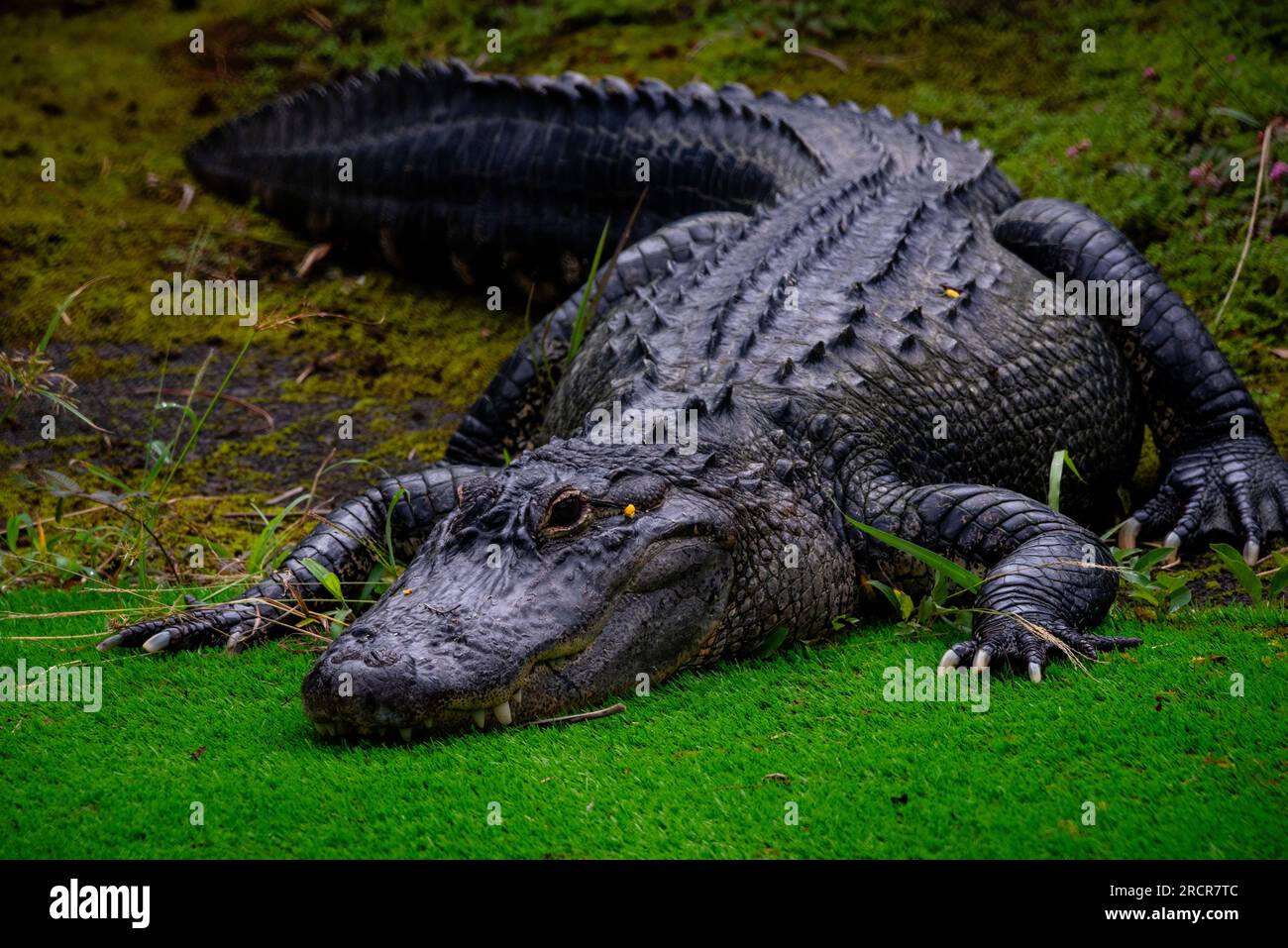 Nahaufnahme eines Alligators Stockfoto